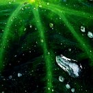 Green Veins